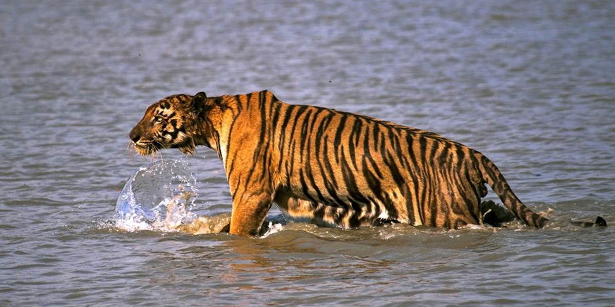 Počet voľne žijúcich tigrov v Indii vzrástol o 30 percent