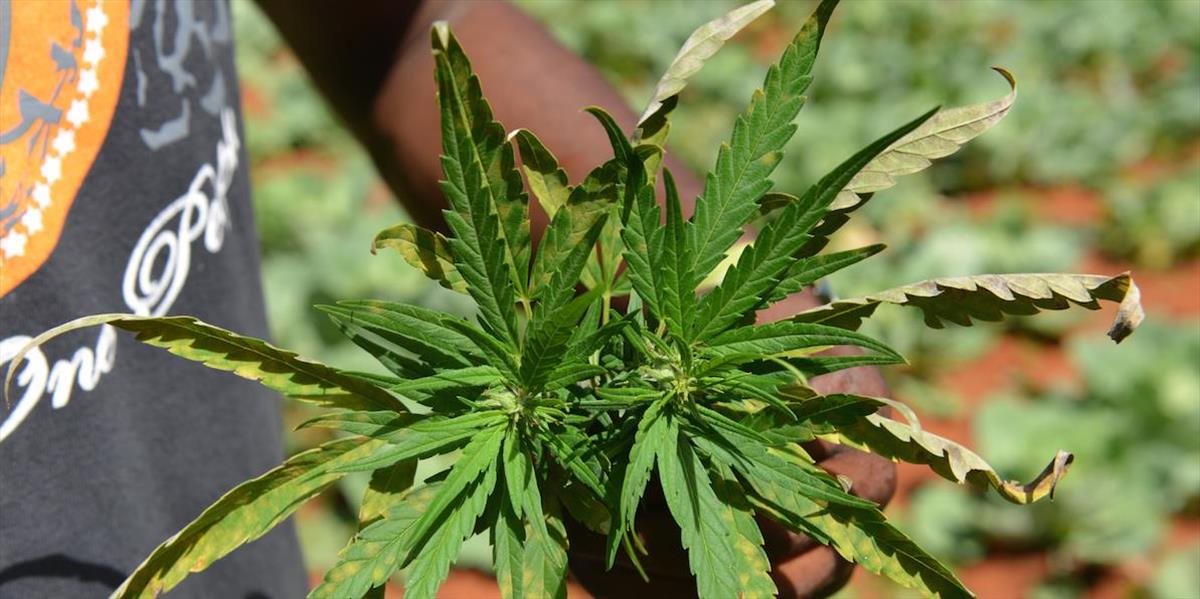 Jamajská vláda predložilia reformu zákona o dekriminalizácii marihuany
