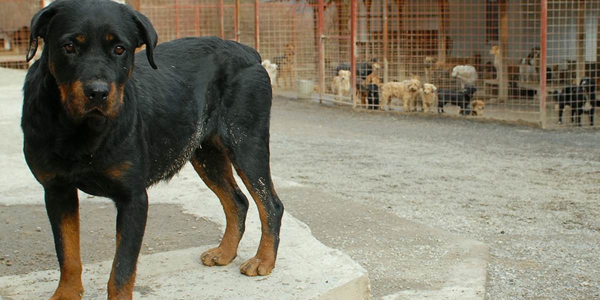 V Michalovciach majitelia psov adoptovaných z útulku nemusia platiť daň