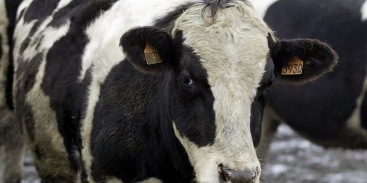 V Nórsku potvrdili prvý prípad choroby šialených kráv