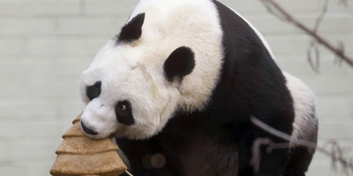 Už štvrtá panda veľká uhynula v Číne na vírusovú psinku