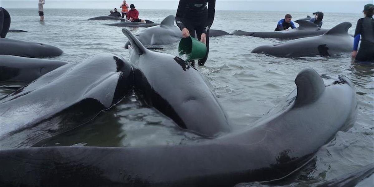 Na pobreží Južného ostrova na Novom Zélande uviazlo takmer 200 veľrýb