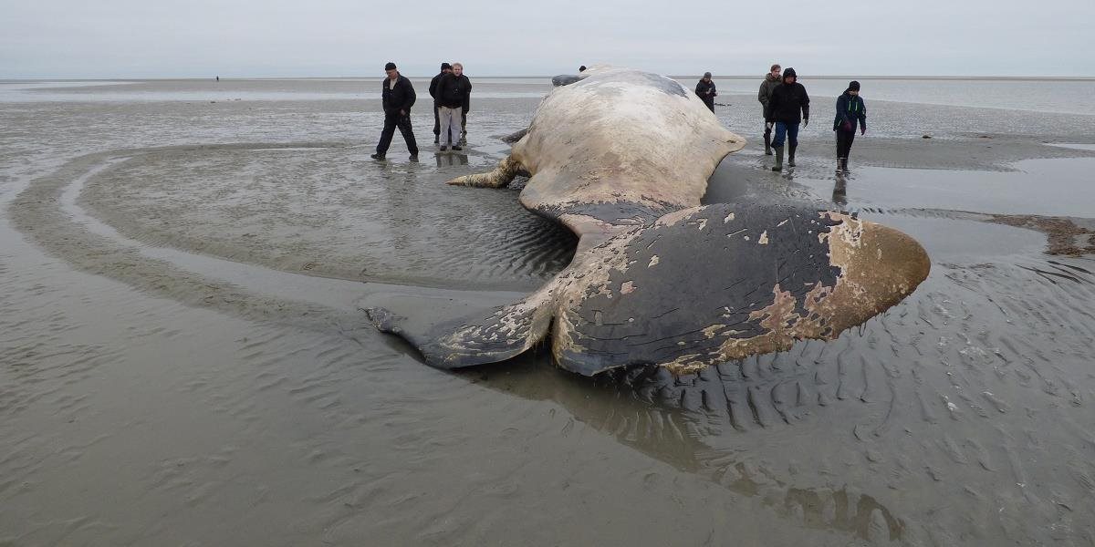 Na pláži uhynulo 140 veľrýb