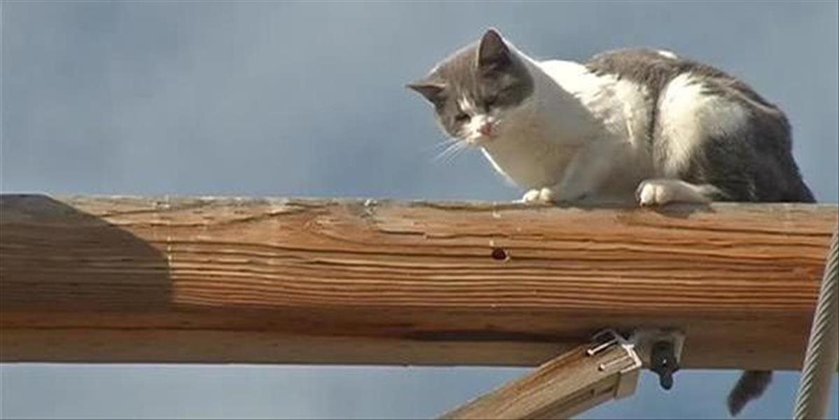Mačka strávila víkend na stožiari elektrického vedenia