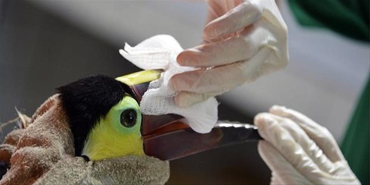 Zmrzačený tukan dostane zobák z 3D tlačiarne