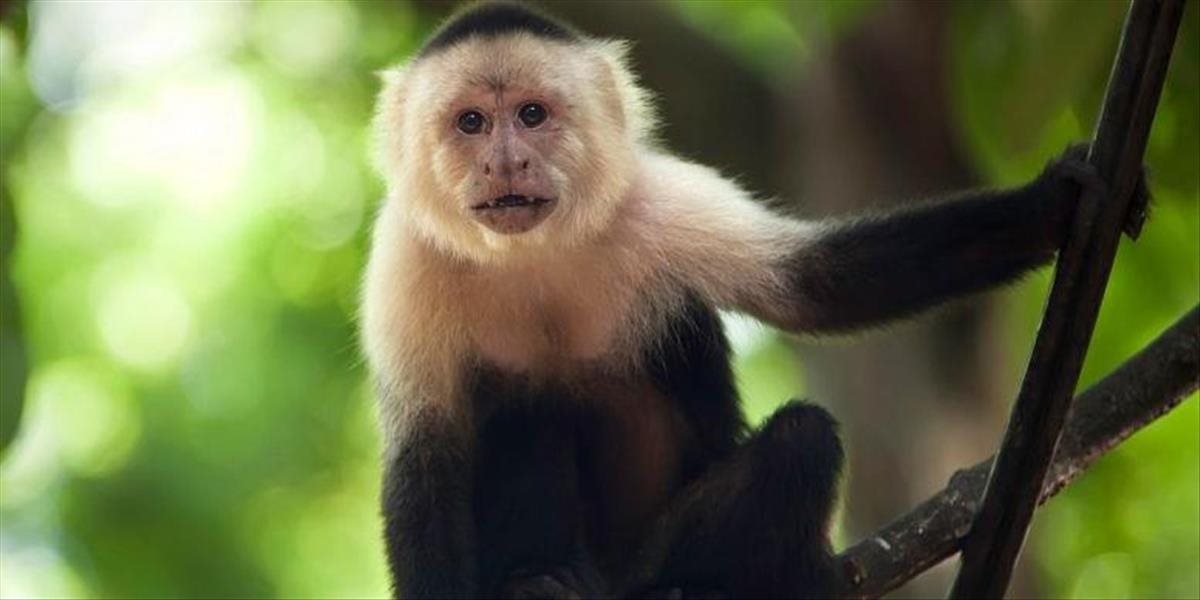 Kuriózny príprad: Bezdetný pár spísal závet, bohatstvo zdedí opica