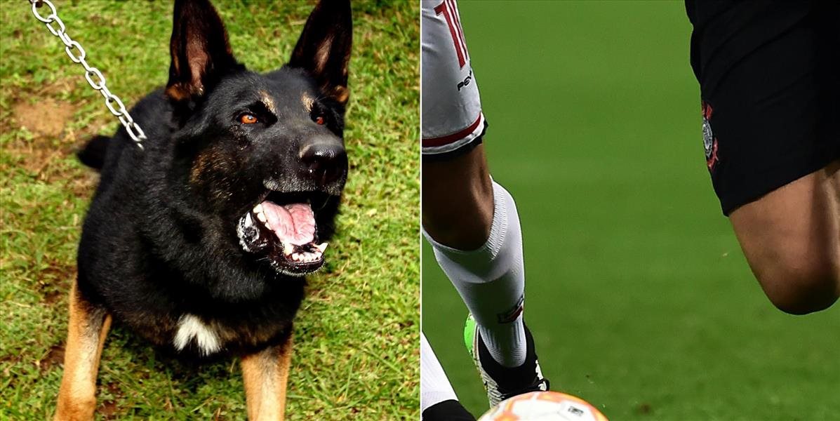 Brazílskeho futbalistu pohrýzol počas zápasu pes
