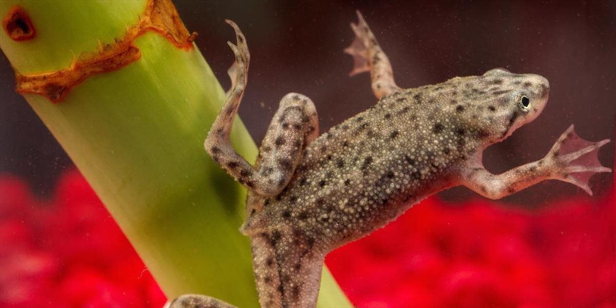 Pleseň zabíjajúcu obojživelníky objavili aj na Madagaskare
