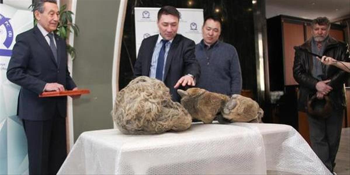 Na Sibíri objavili prvé pozostatky mláďaťa nosorožca srstnatého