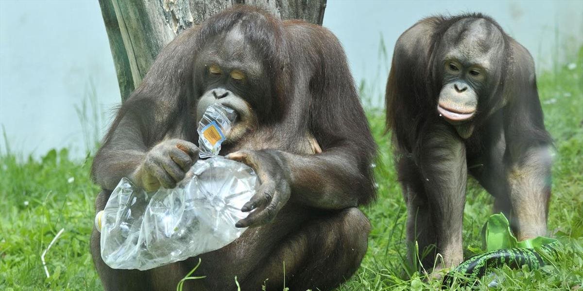 Šimpanzom v zoo môžu ľudia nosiť plastové fľaše
