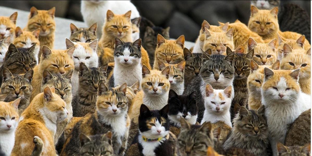VIDEO Život na japonskom ostrove: Nadvláda mačiek prevyšuje ľudí