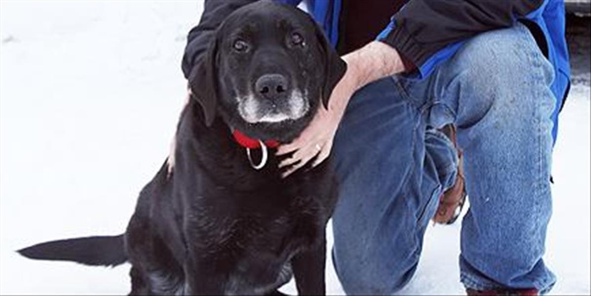 Slepá sučka sa zatúlala a strávila dva týždne v aljašských lesoch
