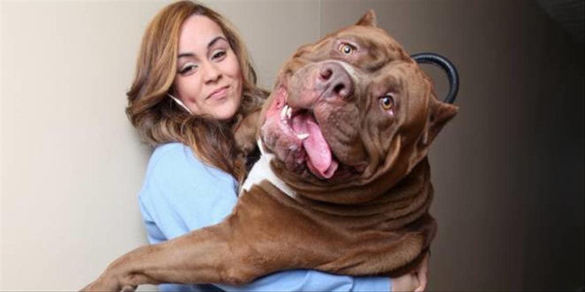 VIDEO Hulk je najväčším pitbulteriérom na svete