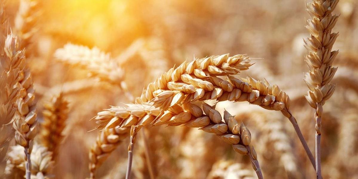 Štúdia poukázala na hrozivú závislosť mnohých krajín od dovozu obilia