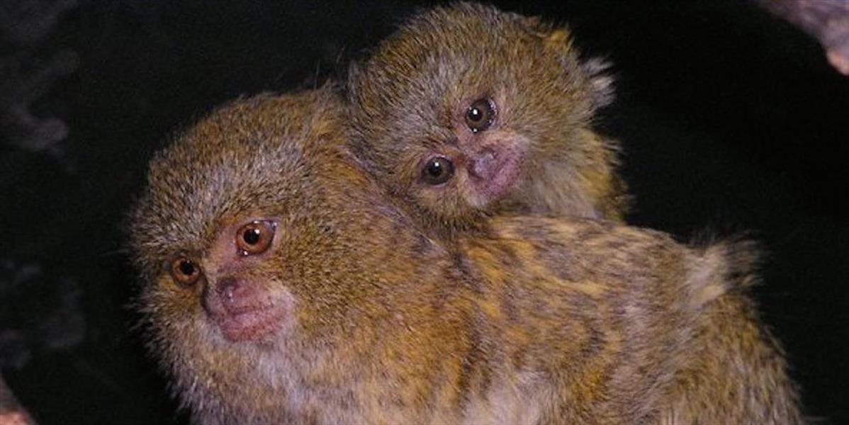 V bojnickej zoo sa narodili dvojičky najmenšej opice na svete