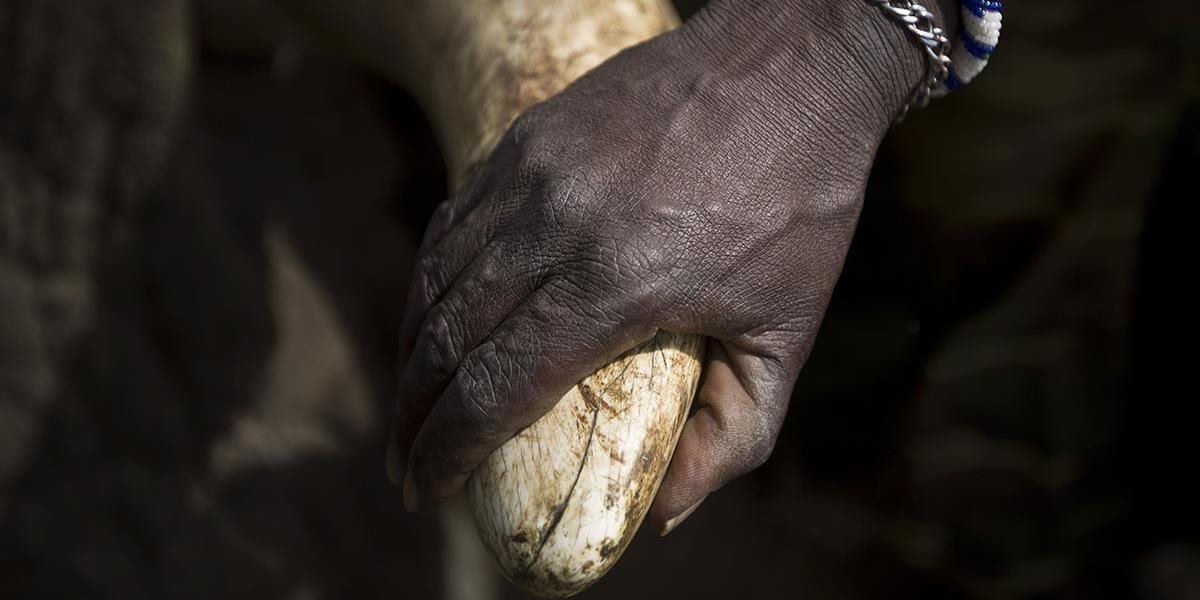 Uganda zabránila vývozu 500 kilogramov slonoviny do Singapuru