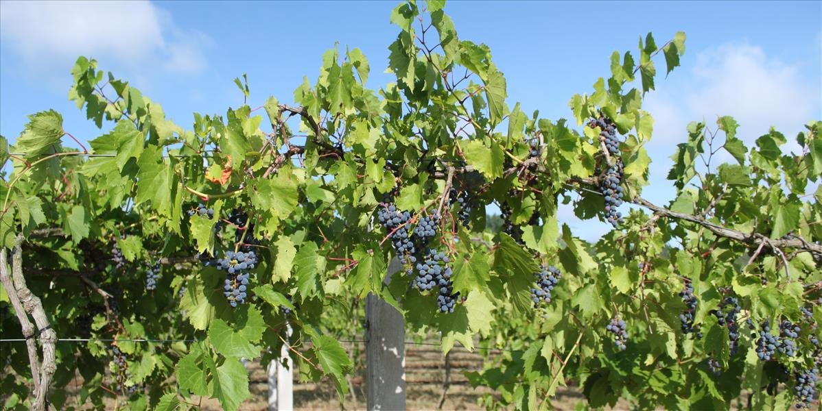 Vinári môžu získať podporu na propagáciu v štátoch EÚ