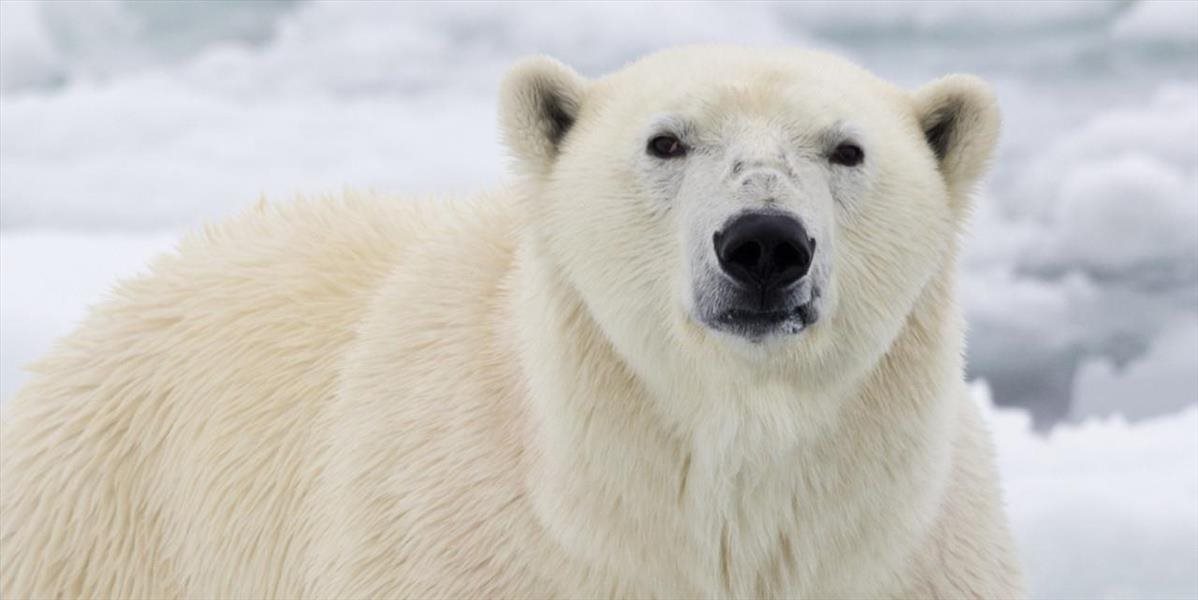 Ľadový medveď napadol v Nórsku stan, v ktorom spal turista