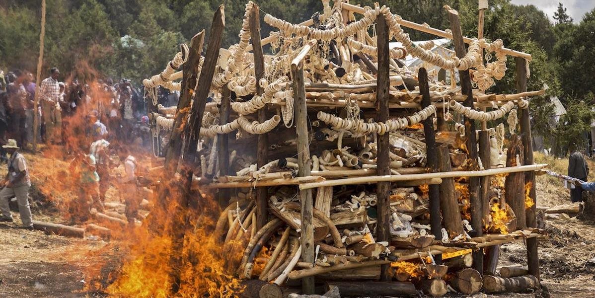 Etiópske úrady spálili šesť ton slonoviny pochádzajúcej z ilegálnej činnosti