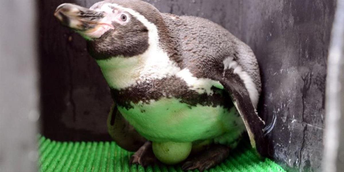 Samička tučniaka zniesla dve vajíčka, mladé by mali byť v máji