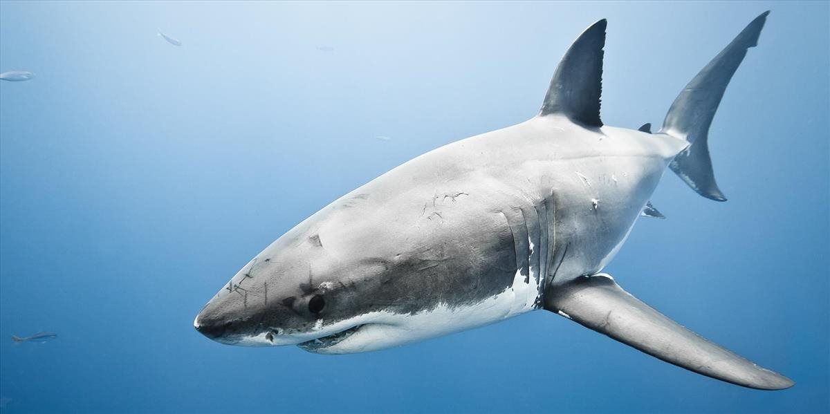 V Egypte po rokoch opäť zabíjal žralok: Nemeckému turistovi odhryzol nohu, vykrvácal