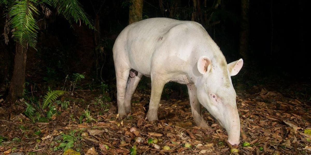 V Brazílii vyfotografovali albinotického tapíra