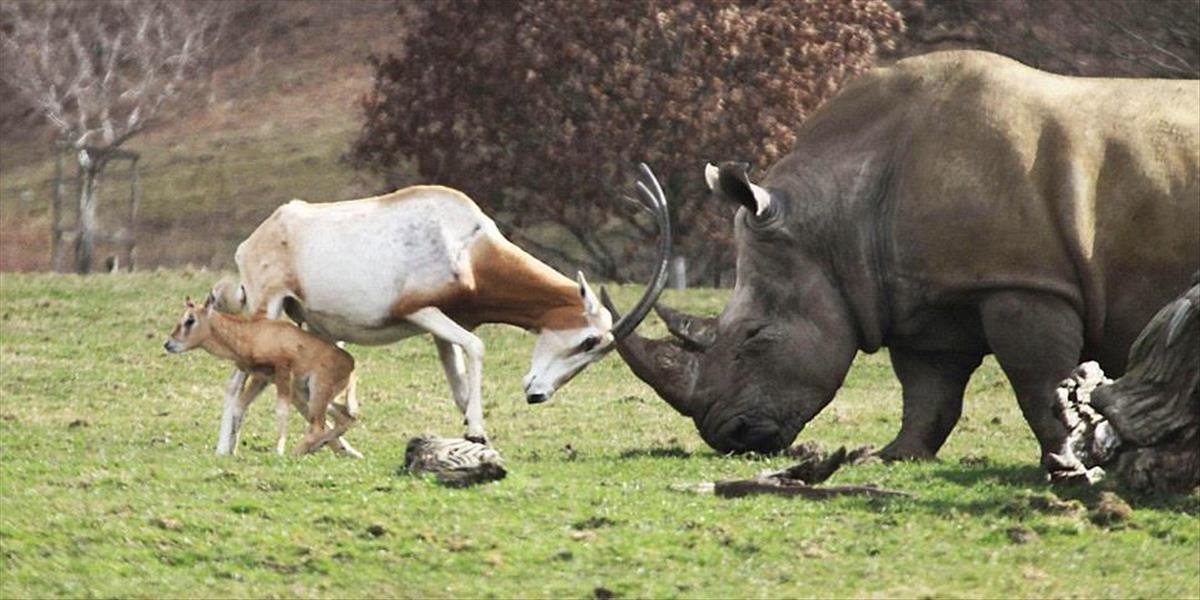Unikátne FOTO: Matka antilopa chráni svoje mláďa pred nosorožcom