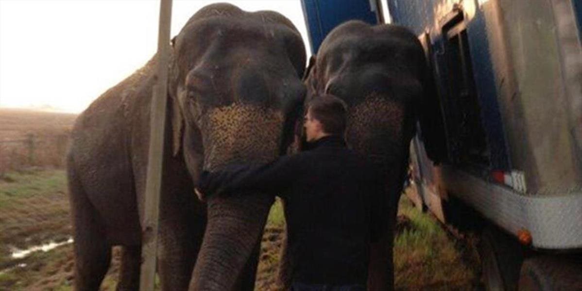 VIDEO Slony pomohli kamiónu, ktorému hrozilo, že sa prevráti