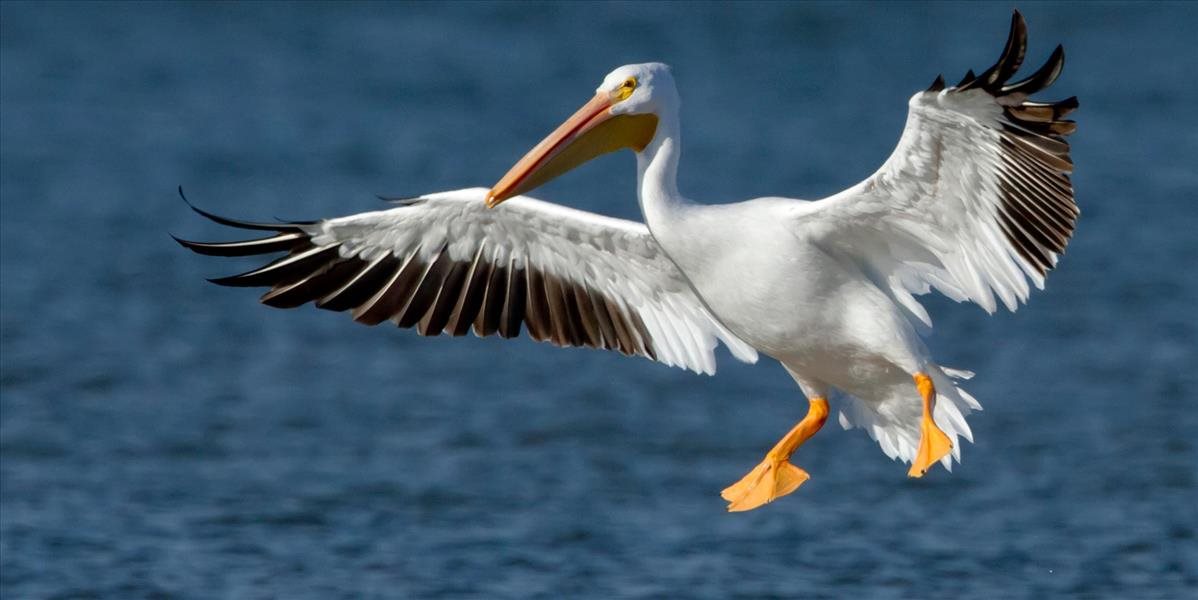 Rumunské úrady potvrdili vtáčiu chrípku u mŕtvych pelikánov
