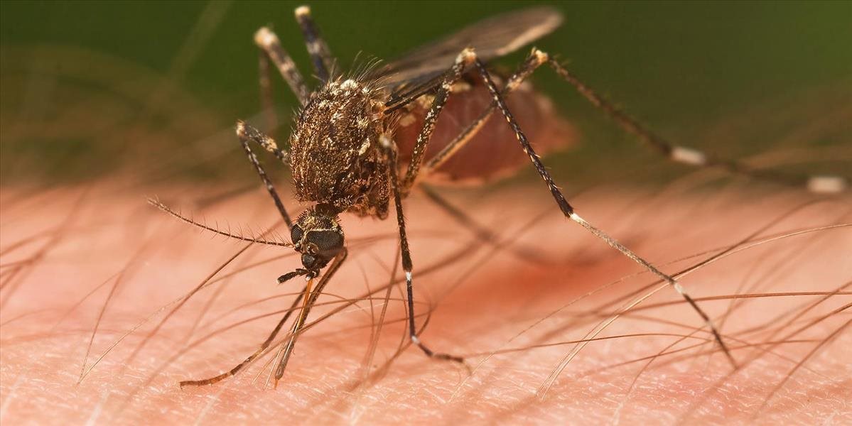 Prečo niektorých ľudí neštípu komáre?