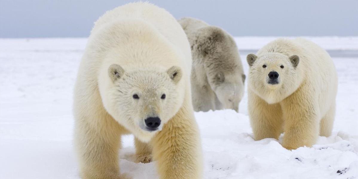 Polárnym medveďom na Aljaške nepostačí potrava z pevniny, tvrdí štúdia