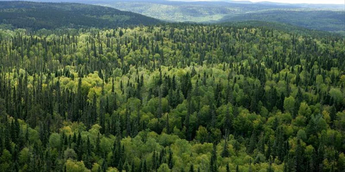 Rusko a Kanada zaznamenali výrazný úbytok zalesnenia