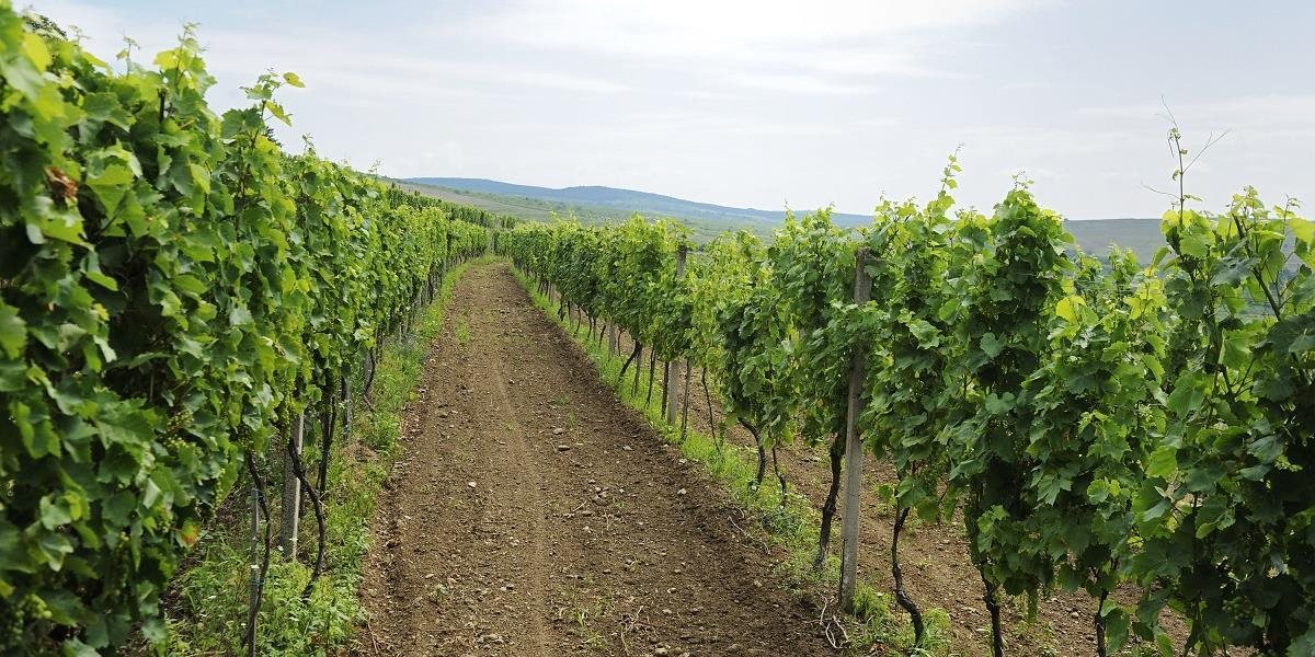 Cech vinárov láka na ochutnávku i turistický pochod