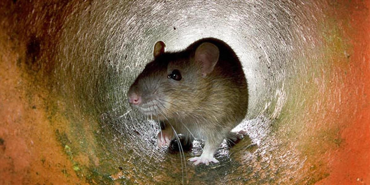 Po celom Anglicku sa objavujú geneticky zmutované potkany