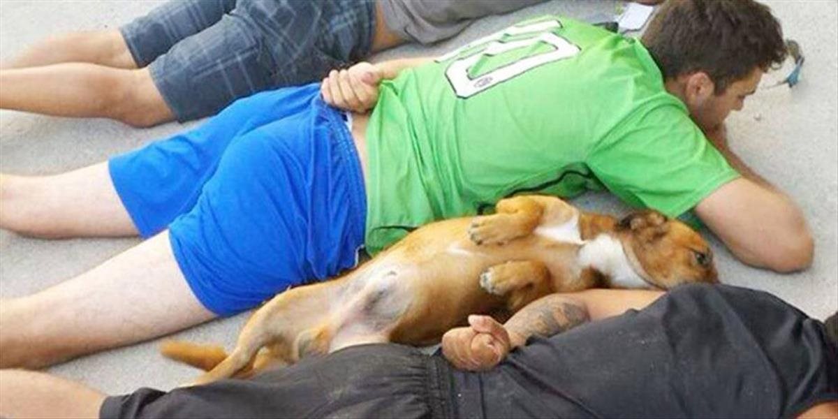 Táto FOTO sa stala hitom internetu: Strážny pes počas policajnej razie