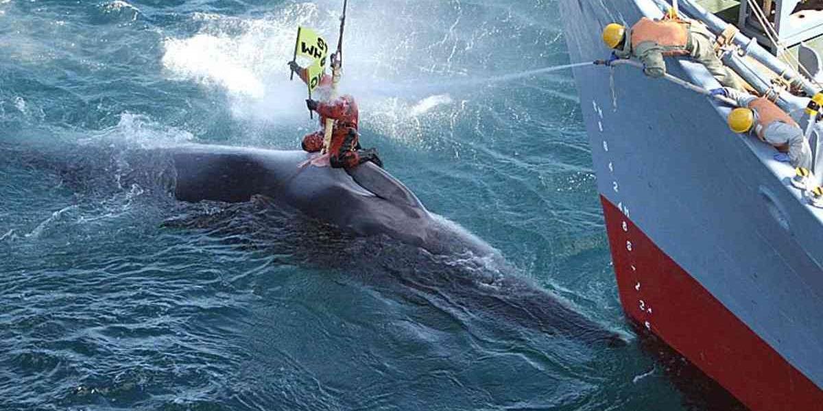 Japonsko začalo lov veľrýb pri svojom severovýchodnom pobreží