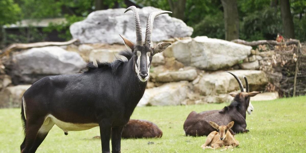 V bojnickej zoo sa narodila antilopa vraná