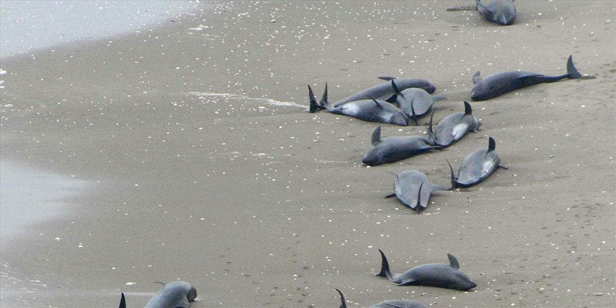 FOTO Na pláži v Japonsku uviazlo asi 150 delfínov
