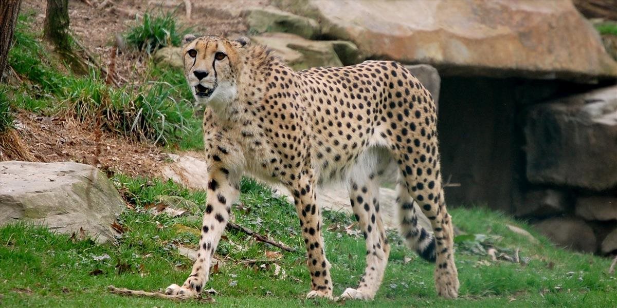 Matka zodvihla chlapčeka ponad zábradlie, spadol do ohrady s gepardmi