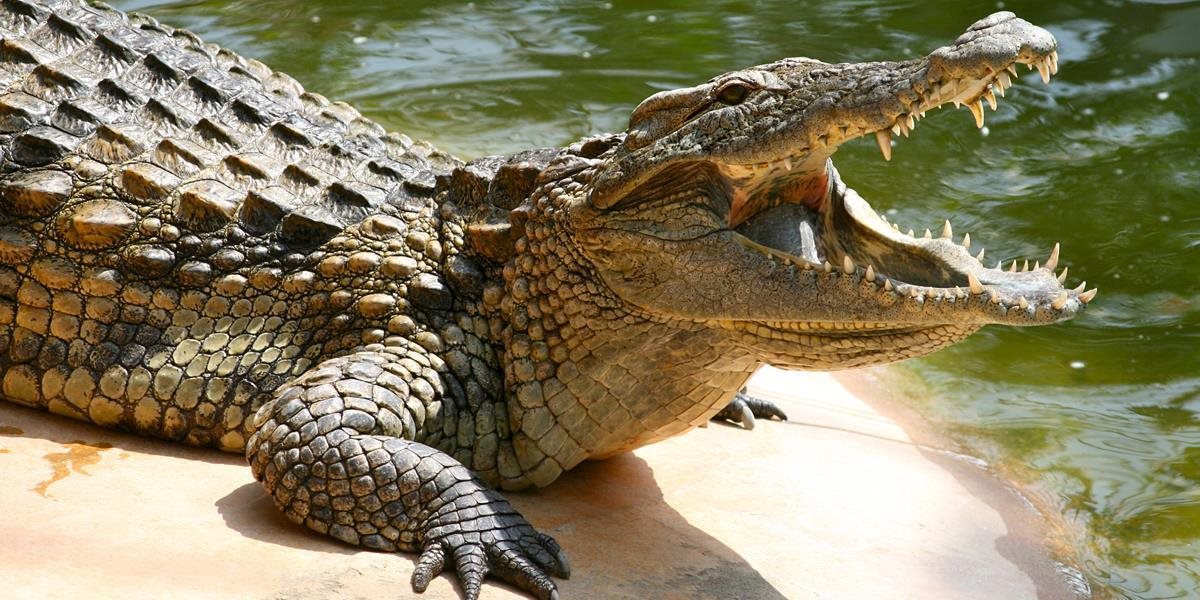 Krokodíl pohryzol golfistu na ihrisku v Austrálii