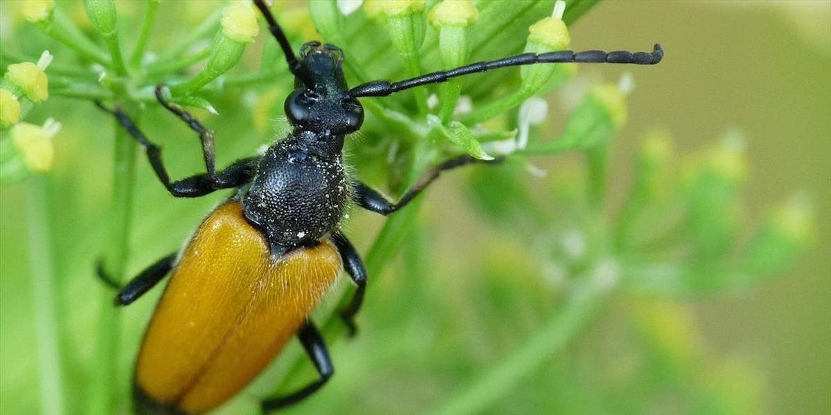 Chovatelia hmyzu chcú presadiť, aby bol hmyz potravou a krmivom