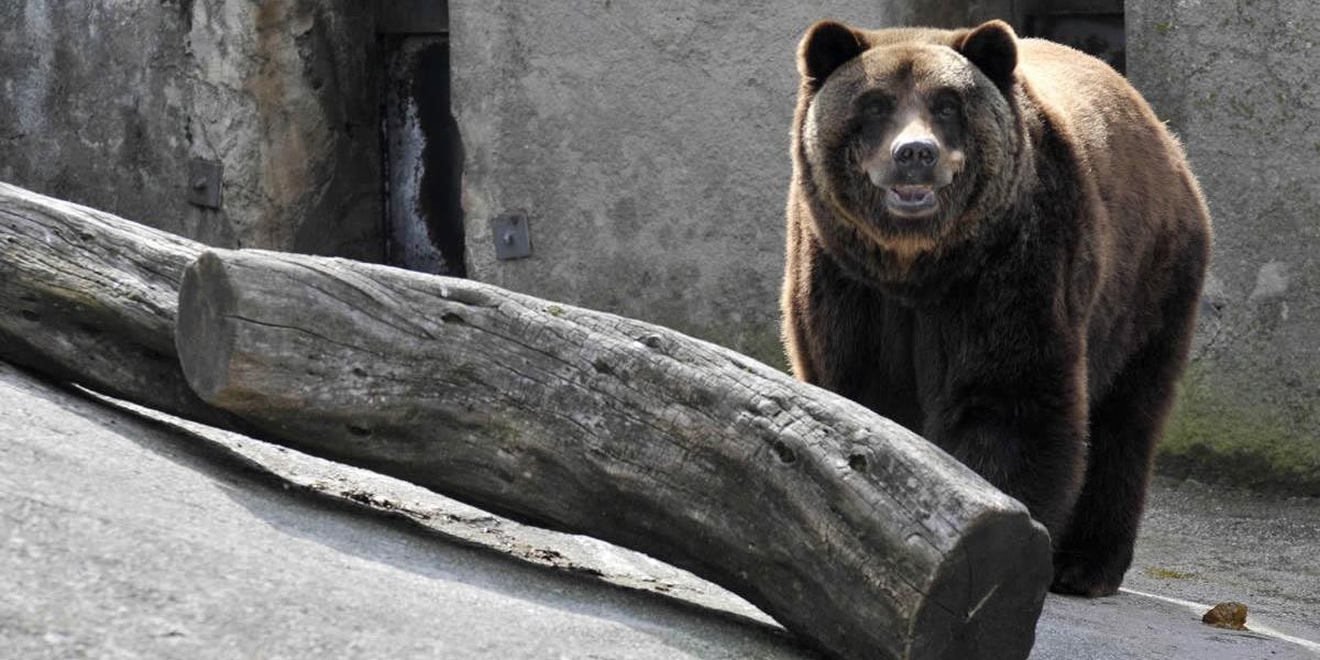 Populácia medveďov na Poľane rastie