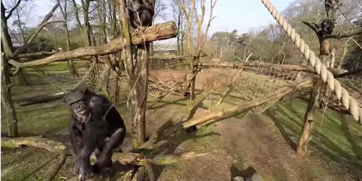 VIDEO Scéna ako z filmu Planéta opíc: Šimpanz v zoo zrazil konárom dron nad svojou klietkou