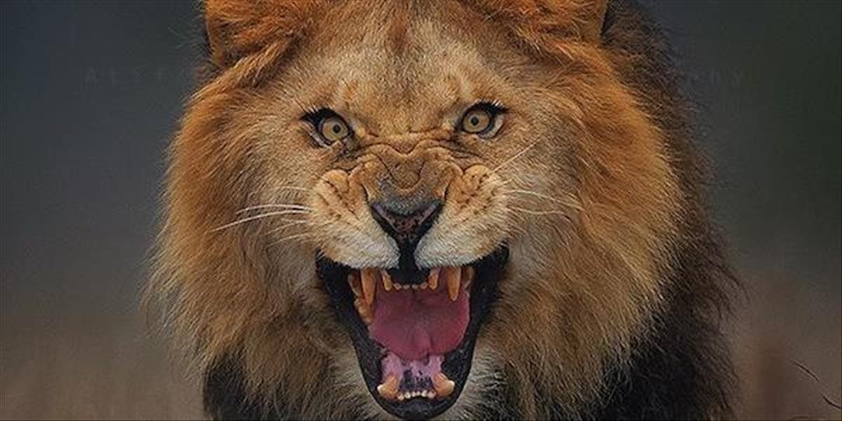 Unikátna FOTO: Fotograf zachytil leva tesne predtým, ako na neho zaútočil