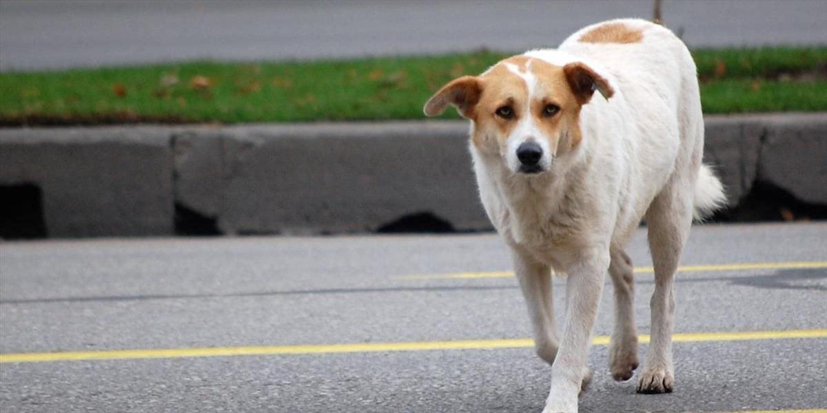 V oblasti Chicaga zaznamenali vyše 1100 prípadov psej chrípky, šesť psov uhynulo