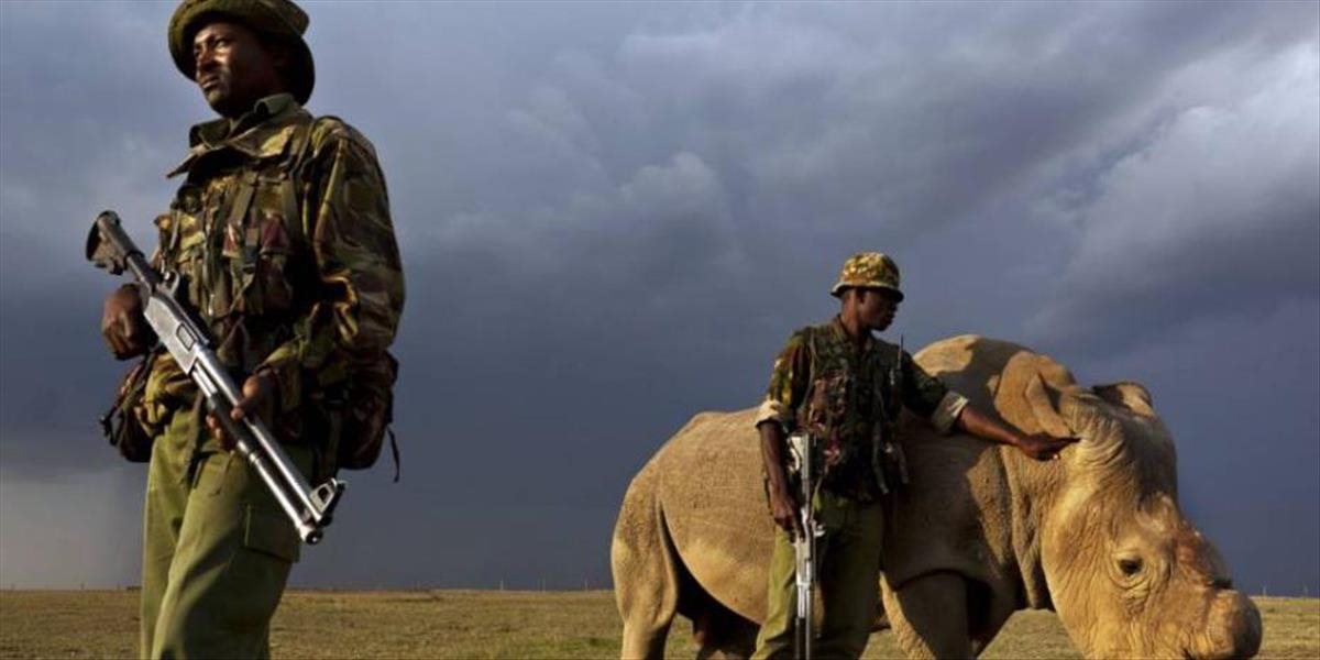 FOTO Posledný žijúci samec nosorožca tuponosého severného má vlastnú ochranku