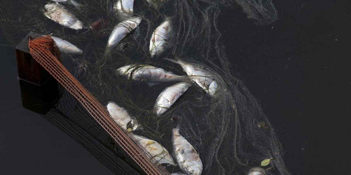 Z olympijskej zátoky v Riu vylovili 37 ton mŕtvych rýb