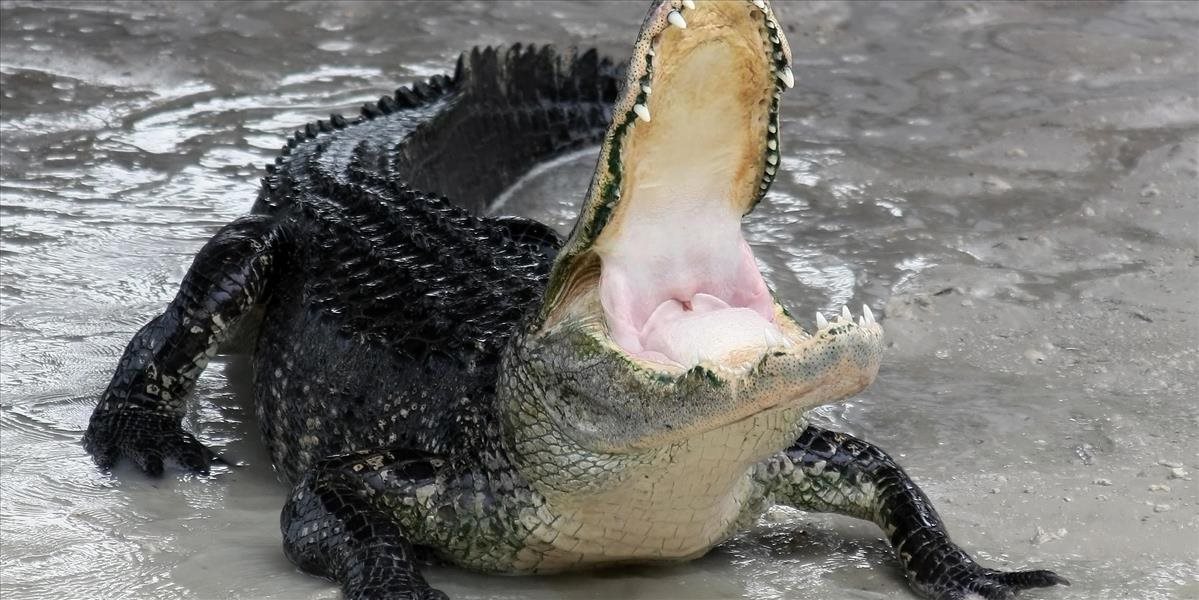 VIDEO Obrovský aligátor zabil čierneho labradora