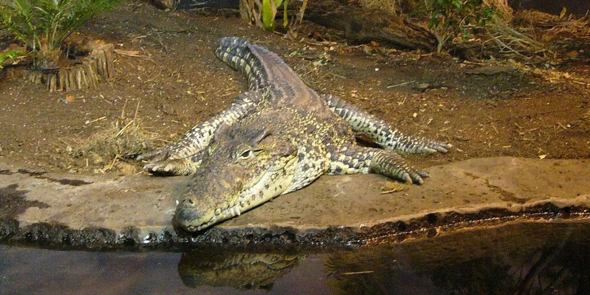 Švédska zoo poslala na Kubu mláďatá kriticky ohrozeného krokodíla kubánskeho