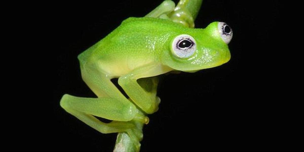 Na Kostarike objavili nový druh priehľadnej žaby